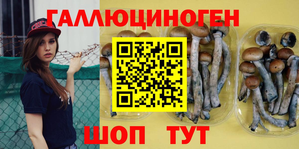купить  цена  Псилоцибиновые грибы GOLDEN TEACHER  Вход с VPN  Курганинск 